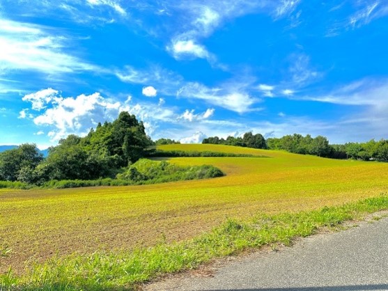 道路沿いの田畑の様子