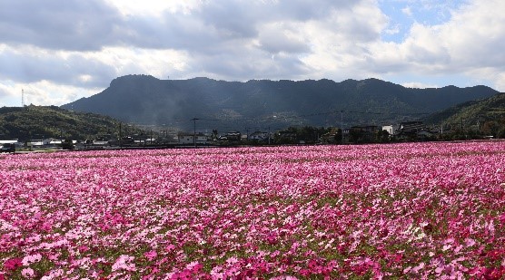 山を背に咲き乱れる花畑の様子