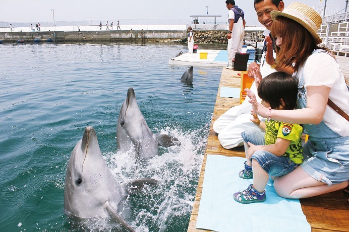 顔を出したイルカと親子の画像