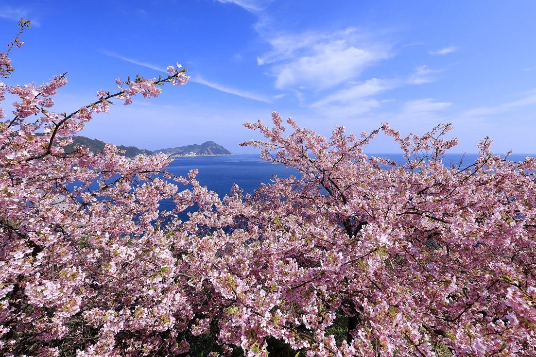 満開の河津桜画像