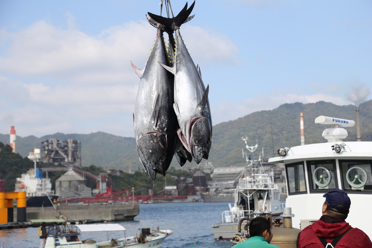 マグロ漁船と吊り上げたマグロの画像