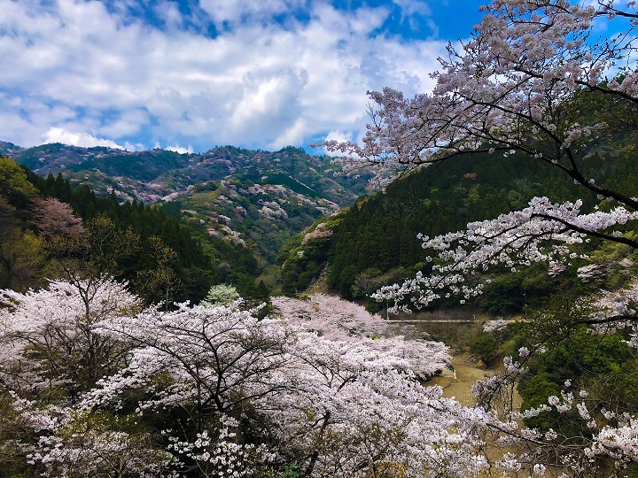 青江ダムと満開の桜画像