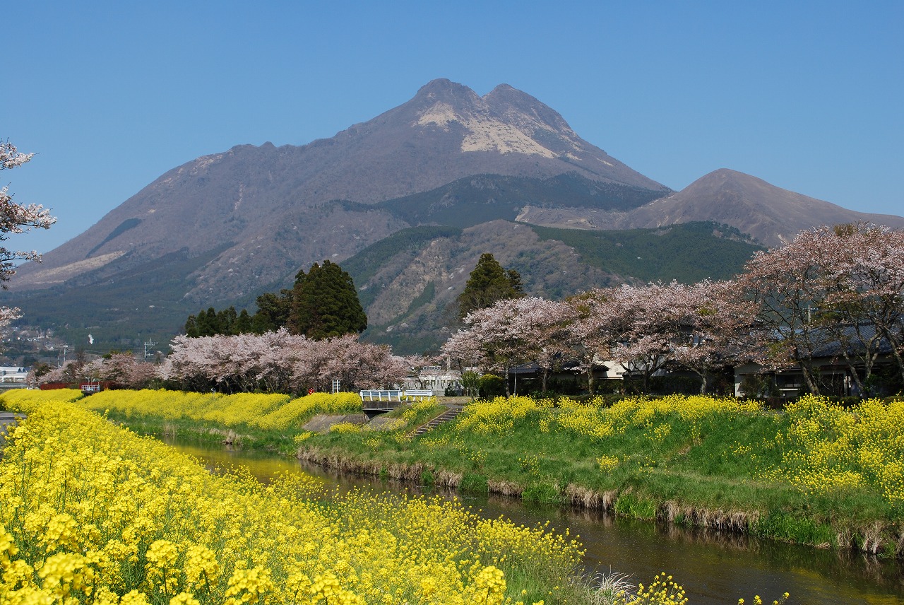 悠然とそびえたつ由布岳と菜の花畑